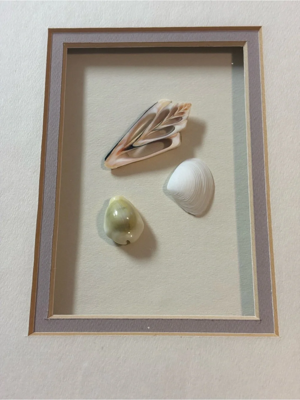 Coastal Triptych Seashell Shadowbox - Cream Framed Beach Art